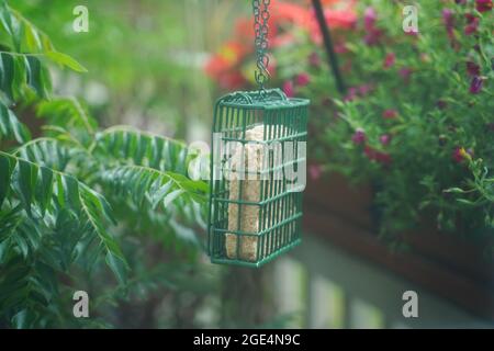 Suet Vogelfutterhäuschen, hängend im Garten, selektiver Fokus Stockfoto