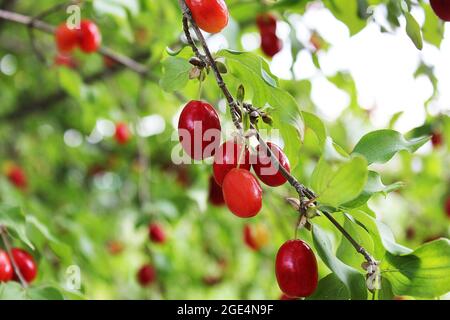 Rote Dogwood-Beeren im Garten. Dogwood-Wachstum Stockfoto