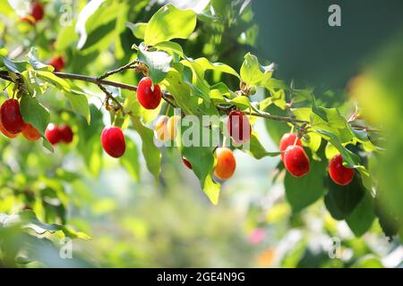 Rote Dogwood-Beeren im Garten. Dogwood-Wachstum Stockfoto