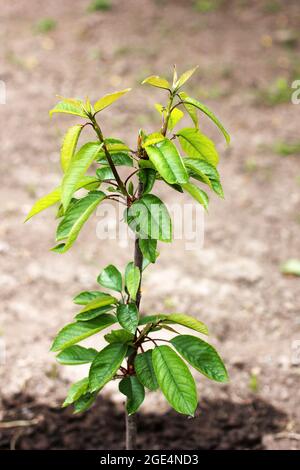 Kleiner junger Baum im Garten. Gartenarbeit Stockfoto