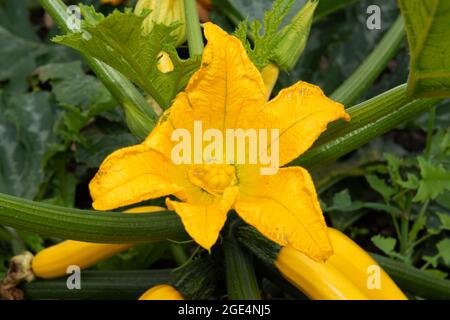 Nahaufnahme einer blühenden Zucchini (cucurbita pepo)-Blume Stockfoto