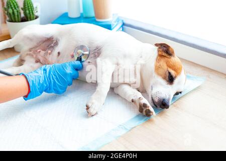 Ein Tierarzt untersucht einen Hund Jack Russell Terrier, der unter Narkose auf einer Einwegwindel schläft und mit einem Stethoskop seinem Atem oder Herz zuhört Stockfoto