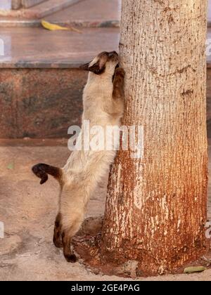 Katze kratzt den Stamm eines Baumes mit selektivem Fokus Stockfoto