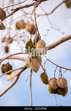 Blaue Jacaranda Früchte der Art Jacaranda mimosifolia Stockfoto