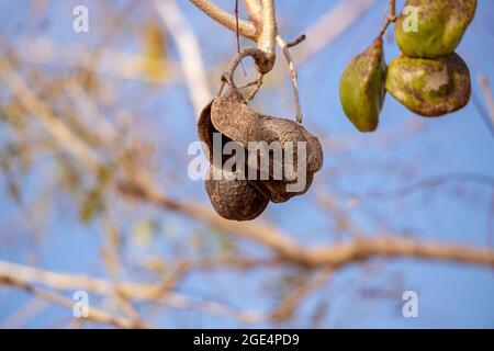 Blaue Jacaranda Früchte der Art Jacaranda mimosifolia Stockfoto