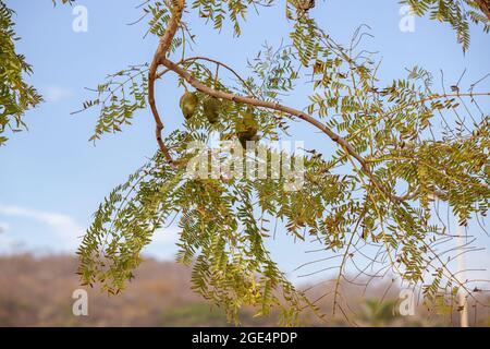 Blaue Jacaranda Früchte der Art Jacaranda mimosifolia Stockfoto