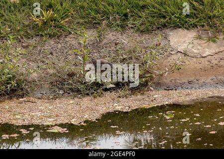 Reiher Juvenile der Art Butorides striata Stockfoto