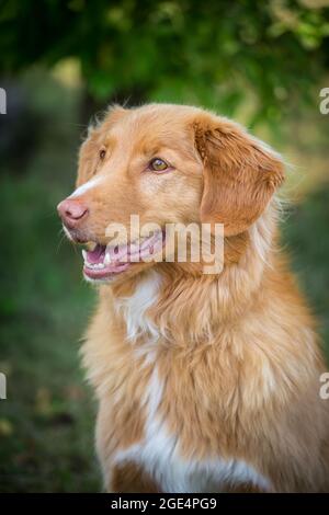 Nova Scotia Duck Tolling Retriever Stockfoto