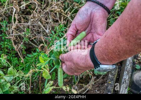 Frau pflückt frische Kelvedon Wonder Erbsen aus ihrem Gemüsegarten. Stockfoto