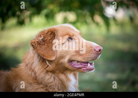 Nova Scotia Duck Tolling Retriever Stockfoto