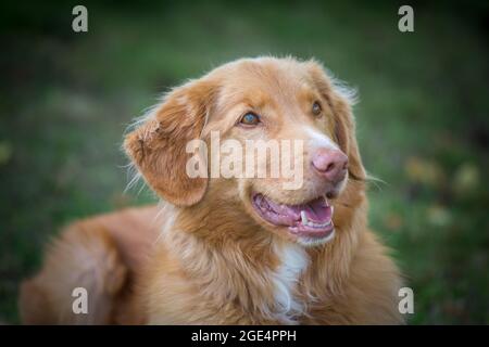 Nova Scotia Duck Tolling Retriever Stockfoto