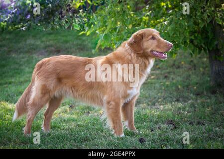 Nova Scotia Duck Tolling Retriever Stockfoto