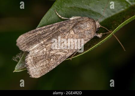 Ausgewachsene Schnurwurm-Motte der Familie Noctuidae Stockfoto