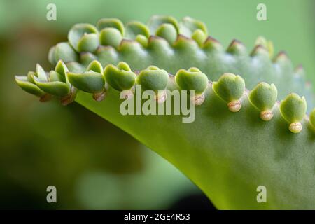 Details der Blätter einer krampfartigen Pflanze der Art Kalanchoe laetivirens Stockfoto