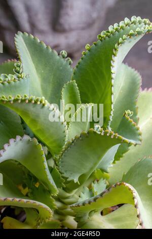 Details der Blätter einer krampfartigen Pflanze der Art Kalanchoe laetivirens Stockfoto