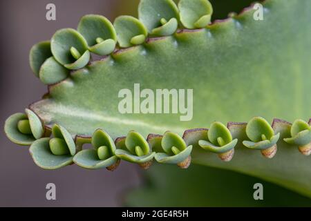 Details der Blätter einer krampfartigen Pflanze der Art Kalanchoe laetivirens Stockfoto