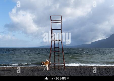 Pucon, Araukanien, Chile. August 2021. Ein Hund uriniert am Montagmorgen vor dem Sturm an einem Strand am Villarrica-See in Pucon im Süden Chiles. Für diese Woche wird von der Hauptstadt Santiago im Süden schlechtes Wetter erwartet, bei dem es der wichtigste Regen des Jahres für die südzentrale Zone Chiles sein könnte. (Bild: © Matias Basualdo/ZUMA Press Wire) Bild: ZUMA Press, Inc./Alamy Live News Stockfoto