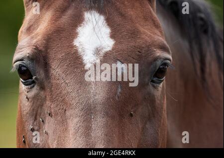 Brauner Pferdekopf aus der Nähe mit vielen Fliegen um die Augen. Stockfoto