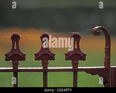 Stränge aus glänzendem seidenem Spinnennetz auf glänzend rot lackierten verzierten Metallgeländern stehen im Herbstsonnenlicht Cumbria, England, Großbritannien, im Kontrast zu grünem Gras Stockfoto