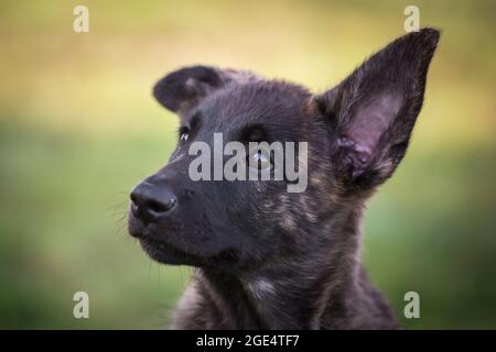 Holländischer Schäferhund, Hollandse Herdershond Welpe Stockfoto