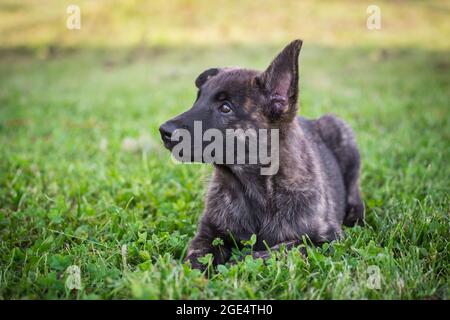 Holländischer Schäferhund, Hollandse Herdershond Welpe Stockfoto