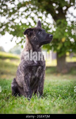 Holländischer Schäferhund, Hollandse Herdershond Welpe Stockfoto