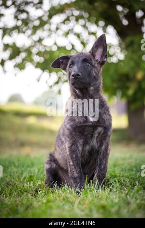Holländischer Schäferhund, Hollandse Herdershond Welpe Stockfoto