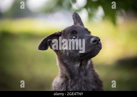 Holländischer Schäferhund, Hollandse Herdershond Welpe Stockfoto