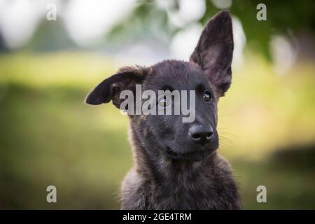 Holländischer Schäferhund, Hollandse Herdershond Welpe Stockfoto