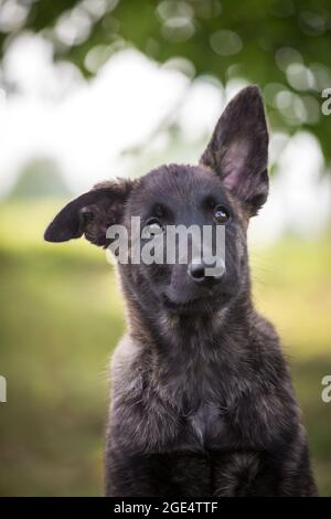 Holländischer Schäferhund, Hollandse Herdershond Welpe Stockfoto