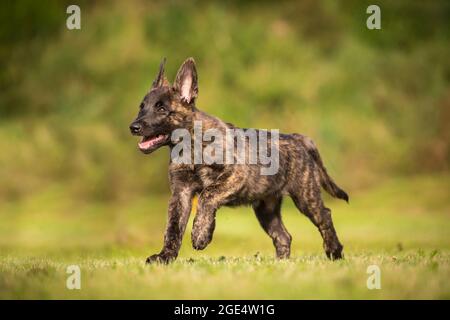 Holländischer Schäferhund, Hollandse Herdershond Welpe läuft Stockfoto