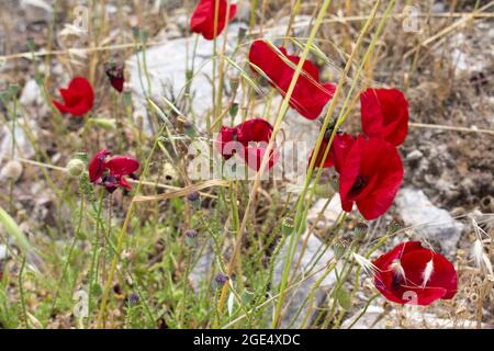 Leuchtend rote wilde Mohnblumen wachsen auf rauem Boden. Nahaufnahme von schönen Blumen. Natürliche Szene. Landschaftsaufnahme. Fokus auf Vordergrund. Stockfoto