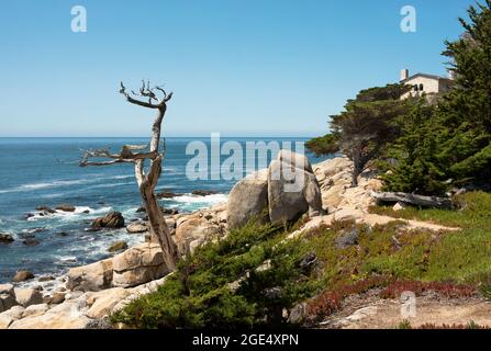 The Ghost Tree at Pescadero Point, 17-Mile Drive, Big Sur, California, USA. September 2019 Stockfoto