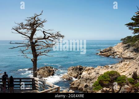 Aussichtspunkt mit einer Zypresse auf dem 17-Mile Drive, Kalifornien, USA. September 2019 Stockfoto
