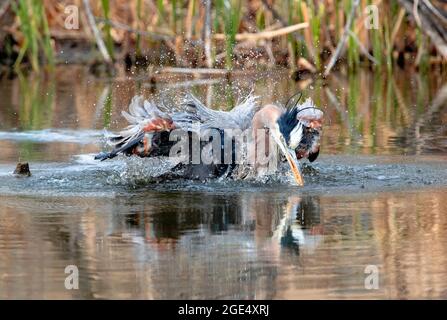 Nahaufnahme eines Blaureihers, der sich intensiv in das Wasser einduncht und in einem wilden Wasserbad in einer Wetland-Umgebung einen Sturm aufbläst. Stockfoto