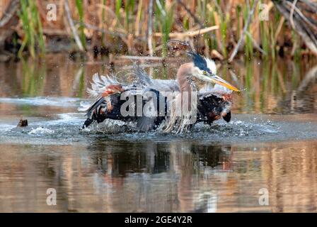 Der große Blaureiher liegt in der Nähe eines wilden Wasserbades und blickt ringsum nach oben, während das Wasser spritzt, in einer goldfarbenen Wetland-Umgebung. Stockfoto