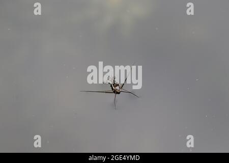 Ein Wasserstrider (Gerridae) steht auf der Wasseroberfläche in Virginia. Stockfoto