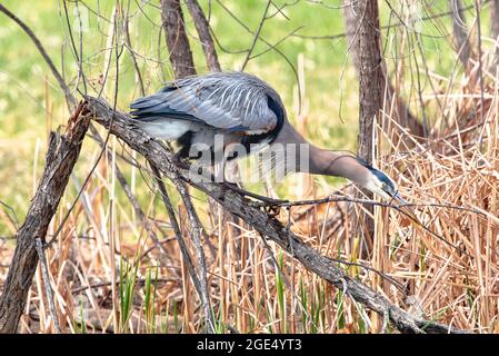 Ein Blaureiher in einer ungewöhnlichen Position auf einem gebrochenen Ast, der Anfang des Frühlings versucht, einen Zweig für Nestbauzwecke abzureißen. Stockfoto