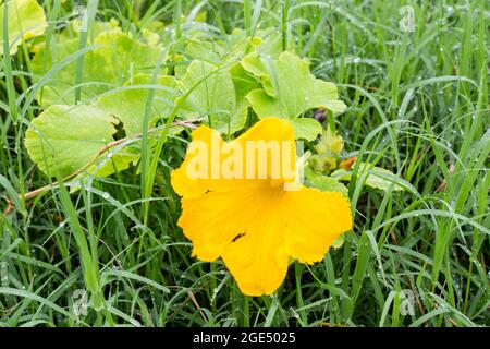 Große gelbe Kürbisblüte auf einem Busch im Garten. Gemüseanbau auf einem landwirtschaftlichen Feld. Stockfoto