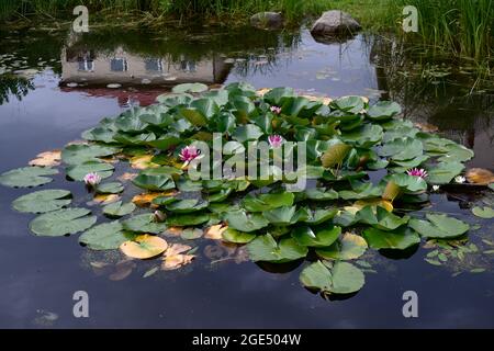 Seerosen mit rosa Blüten auf dem Wasser des Gartenteiches Stockfoto