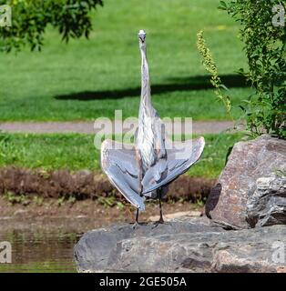 Ein Blaureiher, der auf einem Felsen mit offenen Flügeln steht und in einer Position, die man Sonnenbaden nennt, niedrig gehalten wird, ein instinktliches Verhalten, das manchmal bei Reihern beobachtet wird. Stockfoto