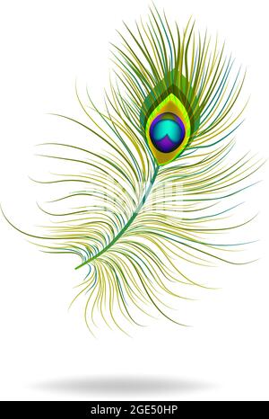 Ein isoliertes Bild einer einzelnen Pfauenfeder. Ein Konzept, das für Logos und Symbole verwendet werden kann. Stock Vektor