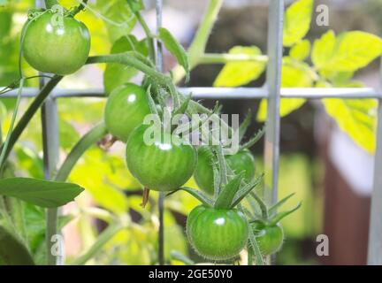 Kirschtomaten werden auf einem Londoner Balkon, Großbritannien, angebaut Stockfoto