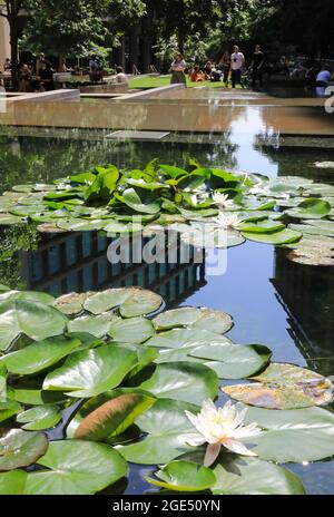 Wasserlillies blühen am Pancras Square, hinter Kings Cross, im Norden Londons, Großbritannien Stockfoto