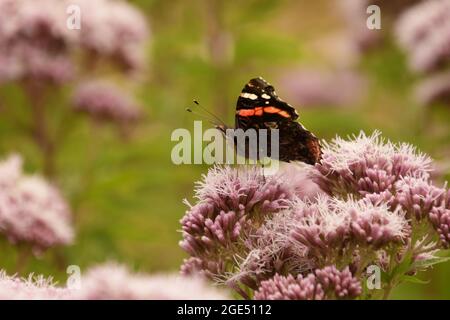 Der rote Admiral Butterfly (Vanessa atalanta) saß auf einer violetten Blumenfütterung in den Norfolk Broads, Großbritannien Stockfoto