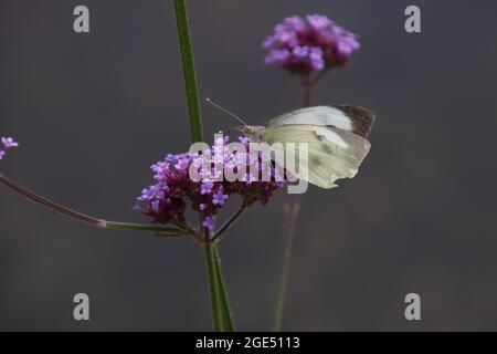 Weiblicher großer weißer Schmetterling (Pieris brassicae), der sich von einer violetten Verbena bonariensis-Blüte ernährt Stockfoto