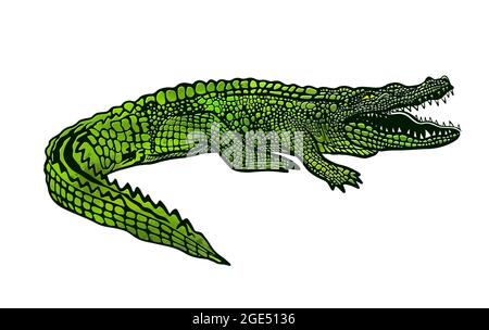 Grünes Krokodil, Alligator auf weißem Hintergrund. T-Shirt-Druck. Vektorgrafik Stock Vektor