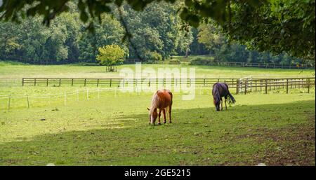 Ein Paar Pferde auf der Weide grasen im Schatten auf dem Gras Stockfoto