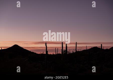 Rosa Himmel über Saguaro Kaktus Silhouetten in Sonoran Wüste Stockfoto