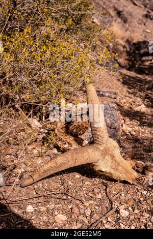 Überreste von Sheep Skull im Canyon im Big Bend National Park Stockfoto